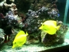 75 reef / Pair of Yellow Tangs in harmony