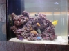 Coral Reef in Aquarium