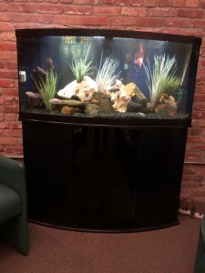 Aquariums for lease